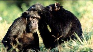 Chimpanzees grooming (Image: Science Photo Library)