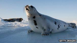 A harp seal pup lies on an ice floe March 24, 2008 in the Gulf of Saint Lawrence in Canada