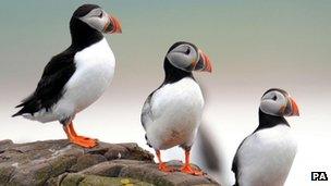 Puffins