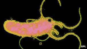 Helicobacter pylori