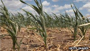 Dried corn in a drought-hit field