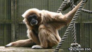 Jane, oldest lar gibbon in the UK