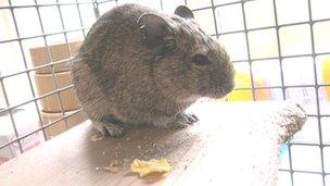 Bud the Degu