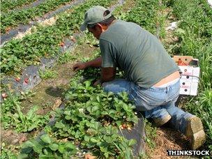 Migrant worker in field