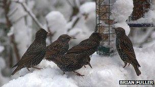 Starlings feeding in the snow, Kent