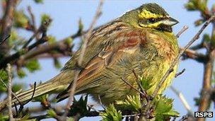 Cirl bunting (RSPB)