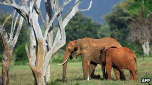 File photo: African elephant