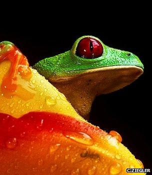 Red-eye treefrog (Christian Ziegler, zieglerphoto@yahoo.com)