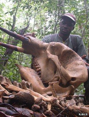 Ranger shows remains skull of a young forest elephant (Image: Ralph Buji)