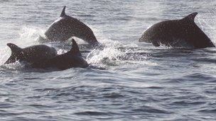 Bottlenose Dolphins in Douglas Bay 2012 - Photo by Eleanor Stone