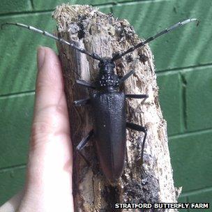 The Capricorn Beetle