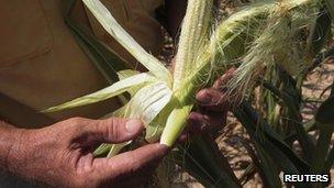 A farmer holds a drought-damaged ear of corn in a field on his farm in Henderson, Kentucky