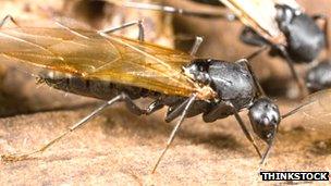 Winged carpenter ant