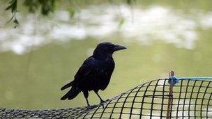A crow sits on a fence overlooking the lake in St James's Park, London.