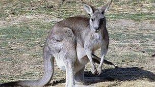 Kangaroo