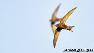 Swifts (Richard J Nicoll/RSPB/PA)