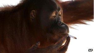 File photo of Tori, an orangutan smoking a cigarette inside her cage at Satwa Taru Jurug zoo in Solo, Central Java, Indonesia