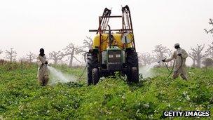 Senegalese farmers work in a melon field