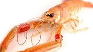 Scottish langoustine. Pic: Supplied by Mallaig and Northwest Fishermen's Association