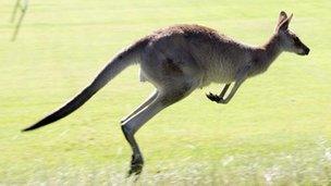 A jumping kangaroo