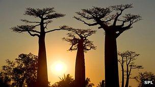 Baobab trees