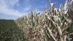 A field of soy beans, left, meets drought-damaged corn in Mead, Nebraska 31 July 2012