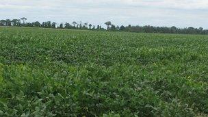 Soybean field in Argentina