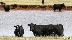 Cattle in a low-water pond in Okarche, Oklahoma 30 July 2012