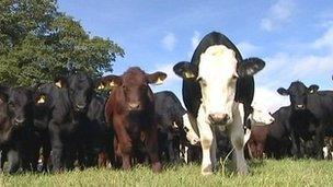 Hereford herd of cows