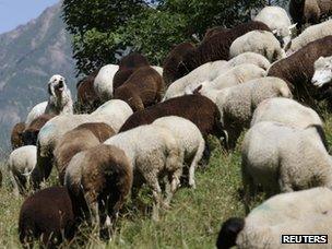 Sheep and sheep dog