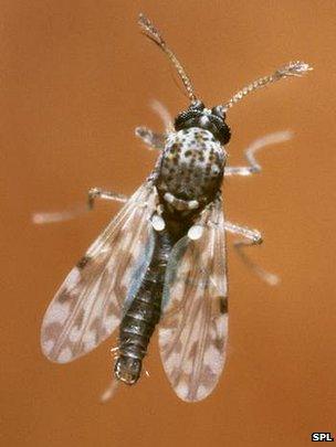 Culicoides midge