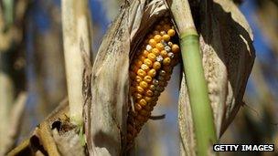 Maize affected by drought