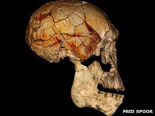 Skull of new species of human