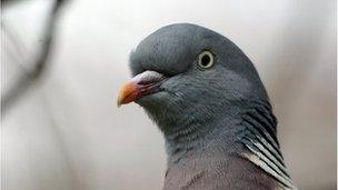 Pigeon, file image