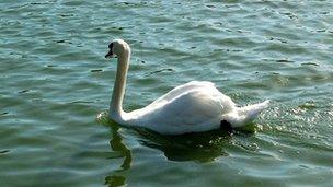 Swan swimming in the Serpentine, Hyde Park, London