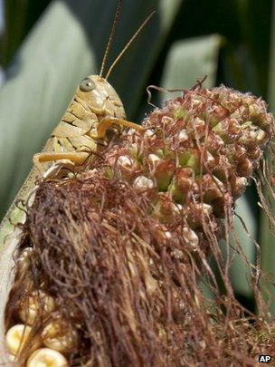 Grasshopper on corn