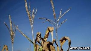 Corn plants on a farm in Iowa