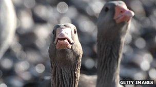 Geese