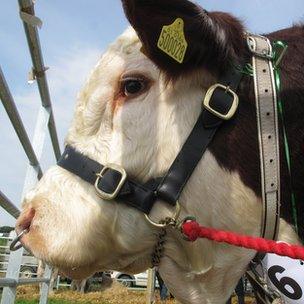 Hereford Bull