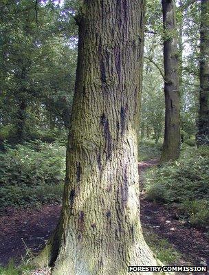 Acute oak decline - tree with cankers (Image: Forestry Commission)