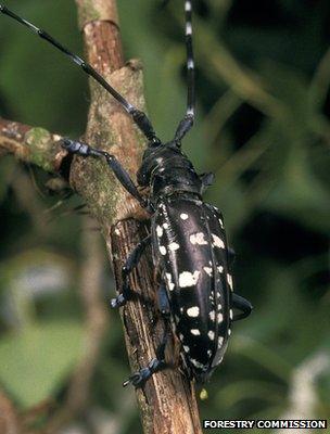 Asian longhorn beetle (Image: Forestry Commission)