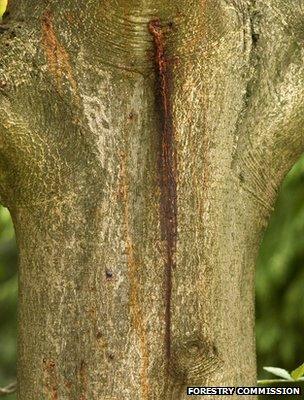 Horse chestnut bleeding canker (Image: Forestry Commission)