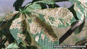 Horse chestnut leaf miner (Image: Forestry Commission)