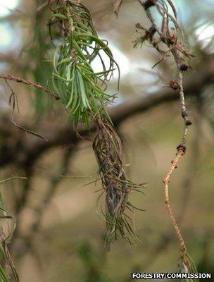 Phytophthora ramorum symptoms on a larch (Image: Forestry Commission)