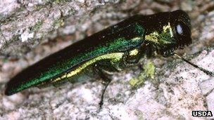 Emerald ash borer (Image: USDA)