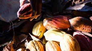 workers extract beans from pods