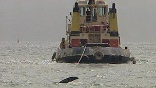 Tug tows whale