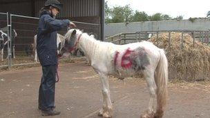 One of the rescue ponies at the centre