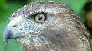 Red tailed buzzard Squeak