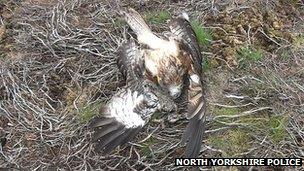 Dead red kite